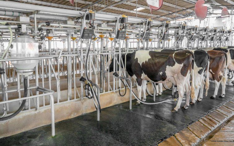 Suiza Dairy rechaza alegaciones de ganaderos