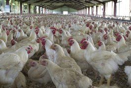 industria avicola reporta danos menores a causa del huracan fiona