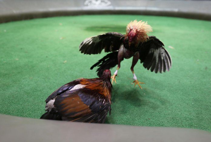 Pedirán eximir a la Isla de la prohibición de las peleas de gallos