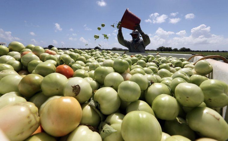 Departamento del Trabajo detalla cómo patronos agrícolas pueden beneficiarse de mano de obra extranjera