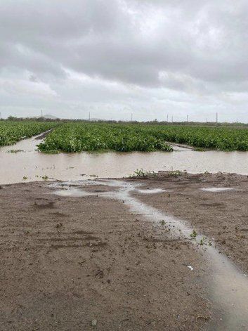 La tormenta Laura causó $5.5 millones en pérdidas en la agricultura de Puerto Rico