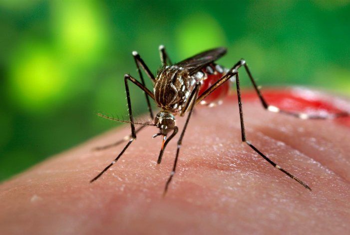 María fumiga los mosquitos del dengue, zika y chikungunya