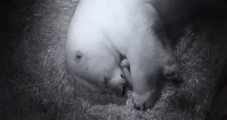 ¡Son gemelos! Osos polares nacen en Sea World Australia