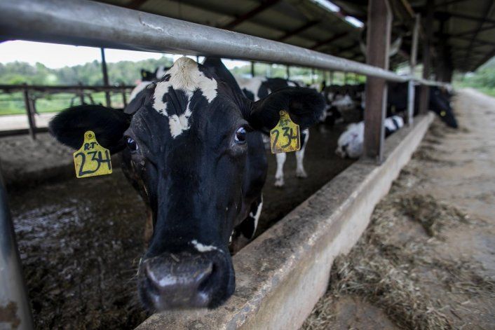 Baja producción de alimento para vacas amenaza la industria lechera