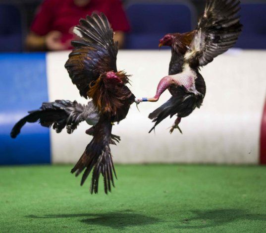 Acuerdo del Congreso prohibirá las peleas de gallos