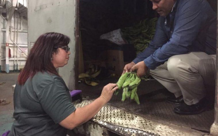 Agricultura intercepta cargamento ilegal de plátanos