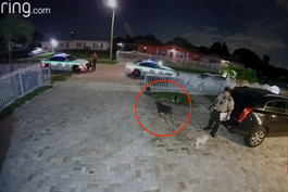 policia de miami mata a cachorro de ocho meses con siete disparos