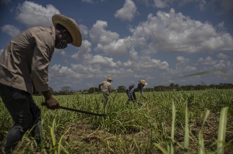 Cae sector azucarero cubano; se incumple acuerdo con China