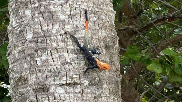 Avistan por primera vez en Puerto Rico una especie invasiva conocida como lagarto de fuego