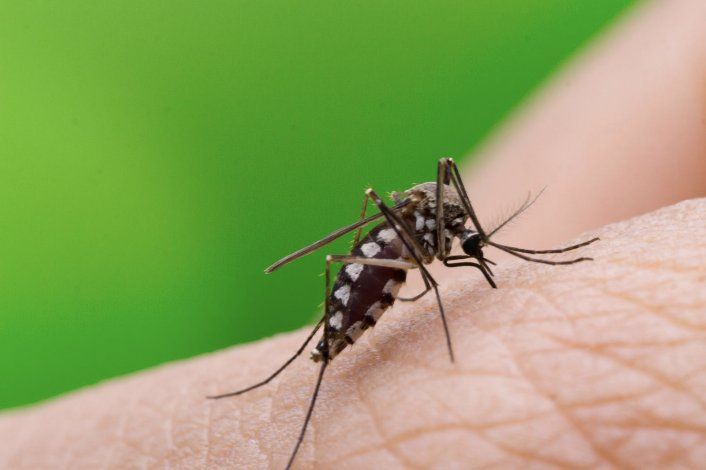 Reportan más de 1,000 casos de dengue en la Isla